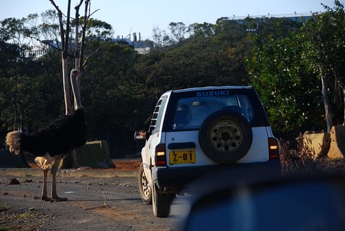 【台灣,新竹】台灣小旅行~到關西六福莊跟動物們做朋友 - 第18張圖 DSC_6303