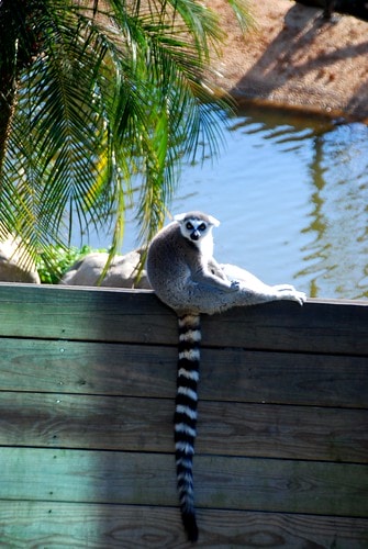 【台灣,新竹】台灣小旅行~到關西六福莊跟動物們做朋友 - 第6張圖 DSC_5956