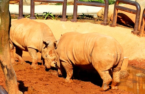 【台灣,新竹】台灣小旅行~到關西六福莊跟動物們做朋友 - 第8張圖 DSC_5996