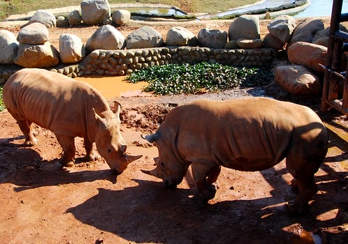 【台灣,新竹】台灣小旅行~到關西六福莊跟動物們做朋友 - 第36張圖 DSC_6021