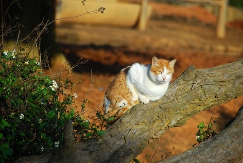 【台灣,新竹】台灣小旅行~到關西六福莊跟動物們做朋友 - 第22張圖 DSC_6302
