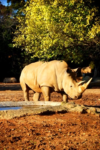 【台灣,新竹】台灣小旅行~到關西六福莊跟動物們做朋友 - 第21張圖 DSC_6320