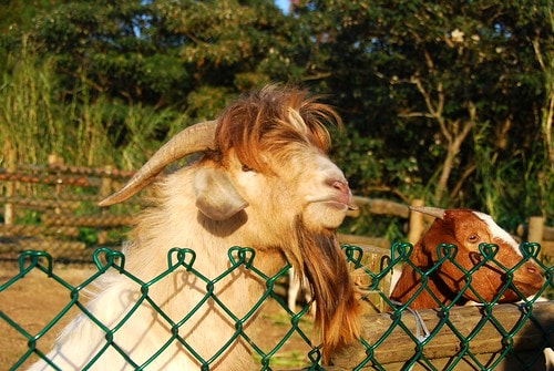 【台灣,新竹】台灣小旅行~到關西六福莊跟動物們做朋友 - 第23張圖 DSC_6402