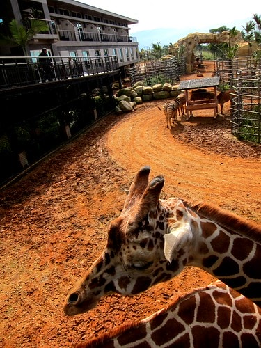 【台灣,新竹】台灣小旅行~到關西六福莊跟動物們做朋友 - 第27張圖 IMG_6750