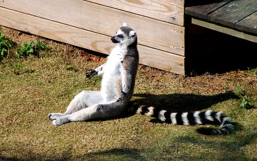 【台灣,新竹】台灣小旅行~到關西六福莊跟動物們做朋友 - 第7張圖 DSC_5913