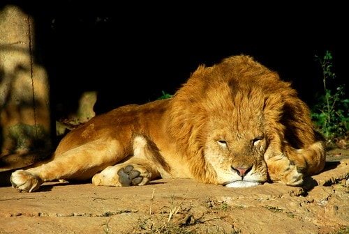 【台灣,新竹】台灣小旅行~到關西六福莊跟動物們做朋友 - 第15張圖 DSC_6199