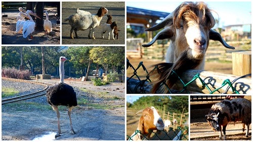 【台灣,新竹】台灣小旅行~到關西六福莊跟動物們做朋友 - 第19張圖 動物4