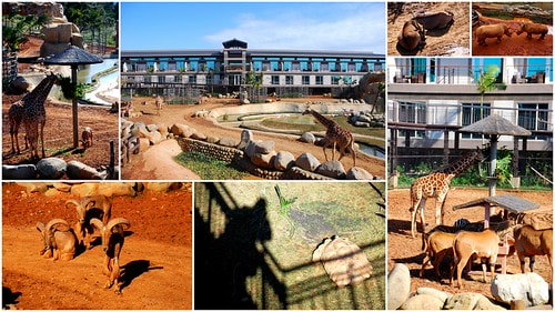 【台灣,新竹】台灣小旅行~到關西六福莊跟動物們做朋友 - 第10張圖 動物2