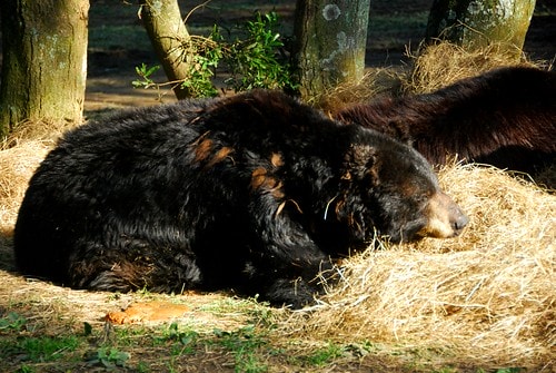 【台灣,新竹】台灣小旅行~到關西六福莊跟動物們做朋友 - 第12張圖 DSC_6069