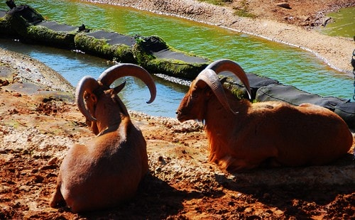 【台灣,新竹】台灣小旅行~到關西六福莊跟動物們做朋友 - 第28張圖 DSC_5938
