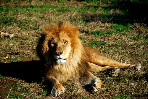 【台灣,新竹】台灣小旅行~到關西六福莊跟動物們做朋友 - 第14張圖 DSC_6156