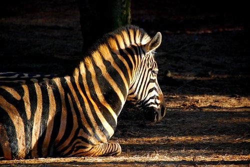 【台灣,新竹】台灣小旅行~到關西六福莊跟動物們做朋友 - 第20張圖 DSC_6380