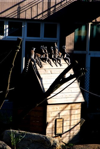 【台灣,新竹】台灣小旅行~到關西六福莊跟動物們做朋友 - 第29張圖 DSC_6632