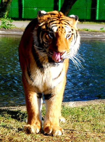 【台灣,新竹】台灣小旅行~到關西六福莊跟動物們做朋友 - 第13張圖 DSC_6095
