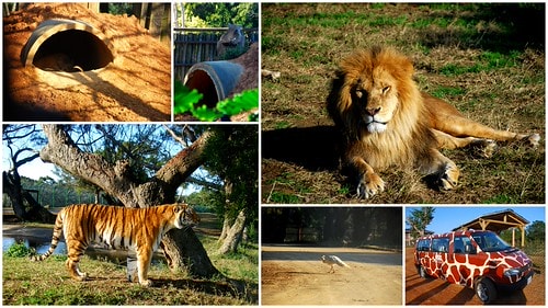 【台灣,新竹】台灣小旅行~到關西六福莊跟動物們做朋友 - 第11張圖 動物3