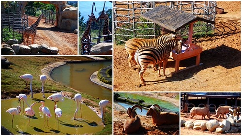 【台灣,新竹】台灣小旅行~到關西六福莊跟動物們做朋友 - 第9張圖 動物1