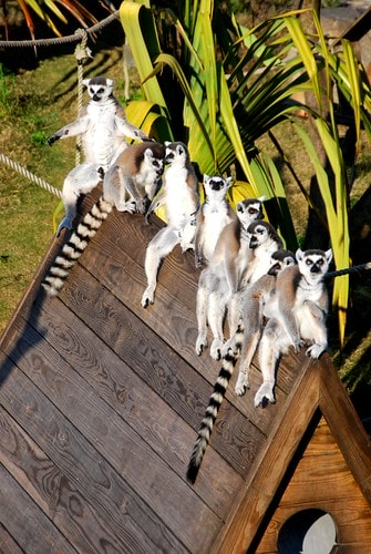 【台灣,新竹】台灣小旅行~到關西六福莊跟動物們做朋友 - 第30張圖 DSC_6651