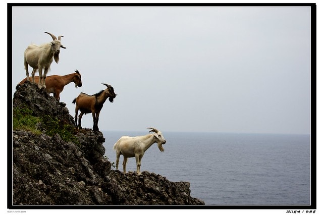 【台灣，離島】2011蘭嶼(Lanyu)小旅行~~~(圖多)