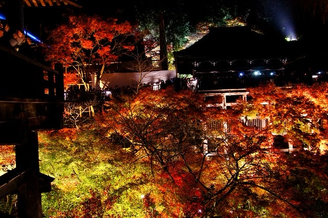 2011雲在京都楓葉紅,美哉(回應抽獎小禮物同步進行中) - 第20張圖