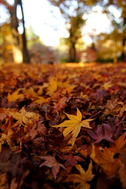 2011雲在京都楓葉紅,美哉(回應抽獎小禮物同步進行中) - 第17張圖