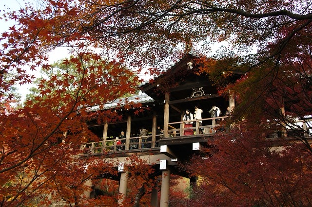 2011雲在京都楓葉紅,美哉(回應抽獎小禮物同步進行中) - 第16張圖