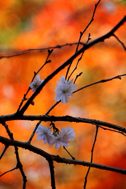 2011雲在京都楓葉紅,美哉(回應抽獎小禮物同步進行中) - 第13張圖