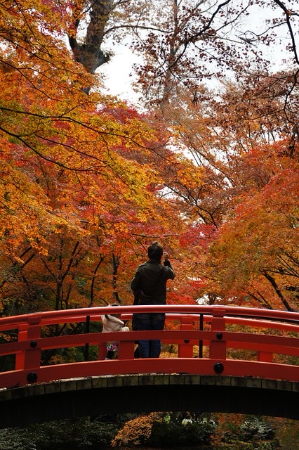 2011雲在京都楓葉紅,美哉(回應抽獎小禮物同步進行中) - 第11張圖