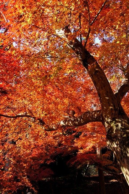 2011雲在京都楓葉紅,美哉(回應抽獎小禮物同步進行中) - 第10張圖