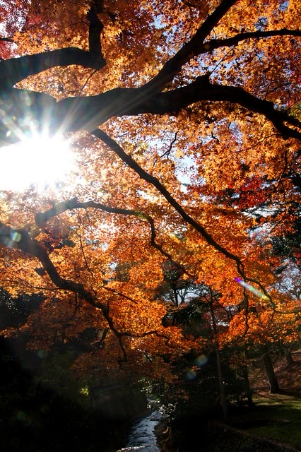 2011雲在京都楓葉紅,美哉(回應抽獎小禮物同步進行中) - 第9張圖