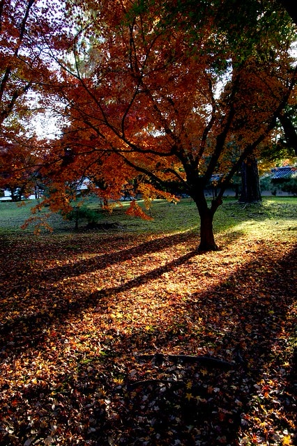 2011雲在京都楓葉紅,美哉(回應抽獎小禮物同步進行中) - 第15張圖