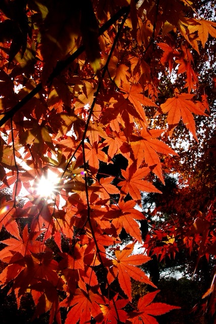 2011雲在京都楓葉紅,美哉(回應抽獎小禮物同步進行中) - 第8張圖