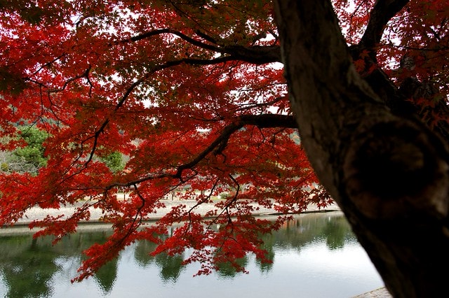 2011雲在京都楓葉紅,美哉(回應抽獎小禮物同步進行中) - 第7張圖