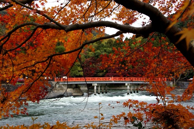 2011雲在京都楓葉紅,美哉(回應抽獎小禮物同步進行中) - 第5張圖