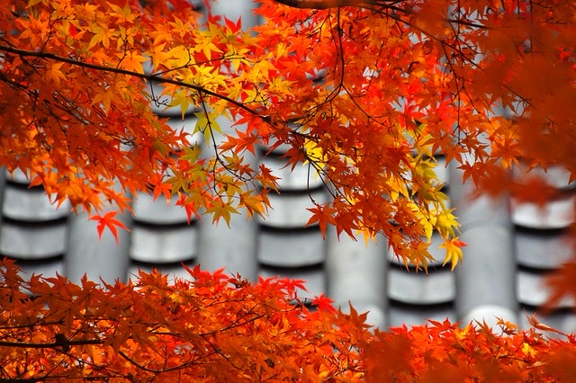 2011雲在京都楓葉紅,美哉(回應抽獎小禮物同步進行中) - 第4張圖