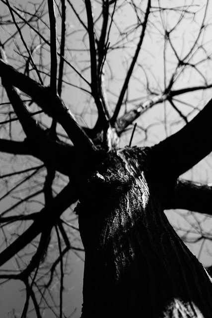 先跟大家拜早年; 祝大家新的一年平安快樂,心想事成 - 第15張圖