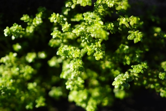 先跟大家拜早年; 祝大家新的一年平安快樂,心想事成 - 第9張圖