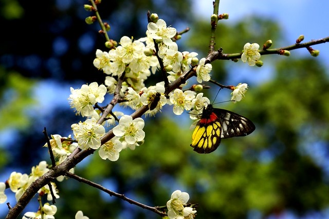 先跟大家拜早年; 祝大家新的一年平安快樂,心想事成 - 第6張圖