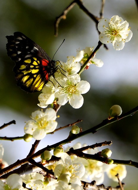 先跟大家拜早年; 祝大家新的一年平安快樂,心想事成 - 第17張圖