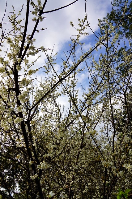 先跟大家拜早年; 祝大家新的一年平安快樂,心想事成 - 第16張圖