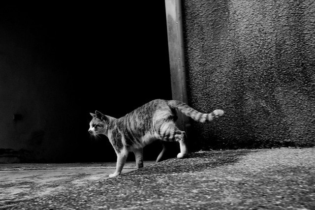 先跟大家拜早年; 祝大家新的一年平安快樂,心想事成 - 第18張圖