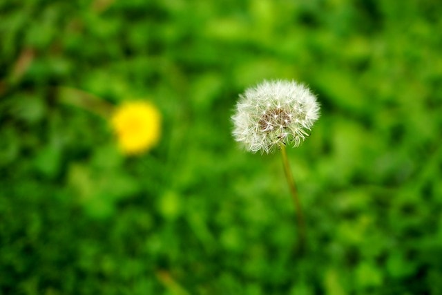 先跟大家拜早年; 祝大家新的一年平安快樂,心想事成 - 第28張圖