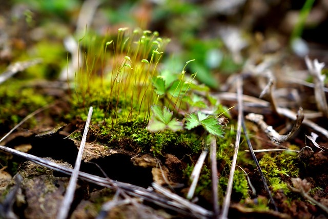 先跟大家拜早年; 祝大家新的一年平安快樂,心想事成 - 第11張圖