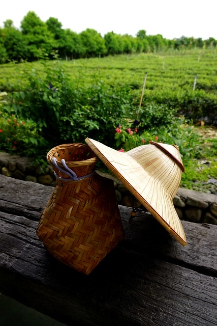 【台灣,宜蘭】宜蘭有機樂活1日遊(一) 三泰有機農場有機綠茶DIY,健康看得見 - 第6張圖