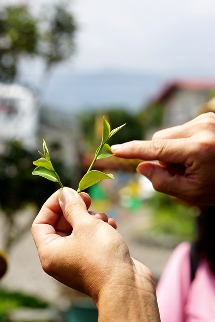 【台灣,宜蘭】宜蘭有機樂活1日遊(一) 三泰有機農場有機綠茶DIY,健康看得見 - 第9張圖