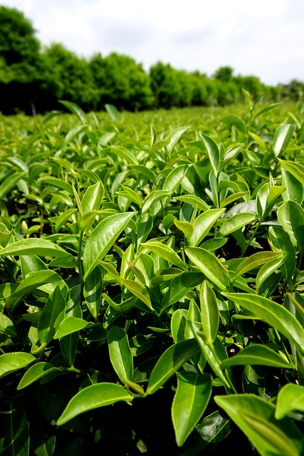 【台灣,宜蘭】宜蘭有機樂活1日遊(一) 三泰有機農場有機綠茶DIY,健康看得見 - 第23張圖