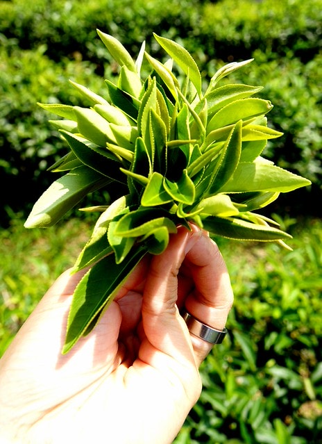 【台灣,宜蘭】宜蘭有機樂活1日遊(一) 三泰有機農場有機綠茶DIY,健康看得見 - 第10張圖