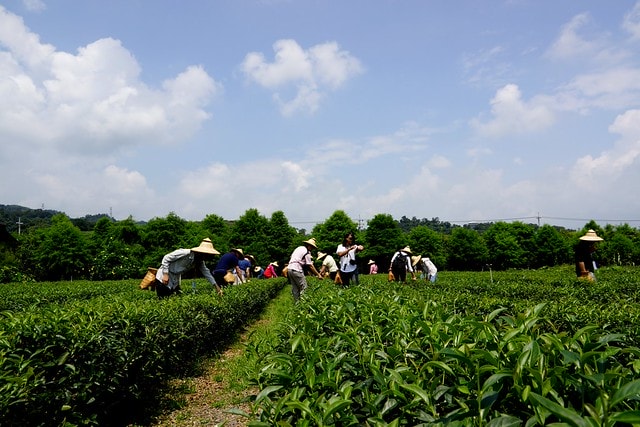 【台灣,宜蘭】宜蘭有機樂活1日遊(一) 三泰有機農場有機綠茶DIY,健康看得見 - 第13張圖