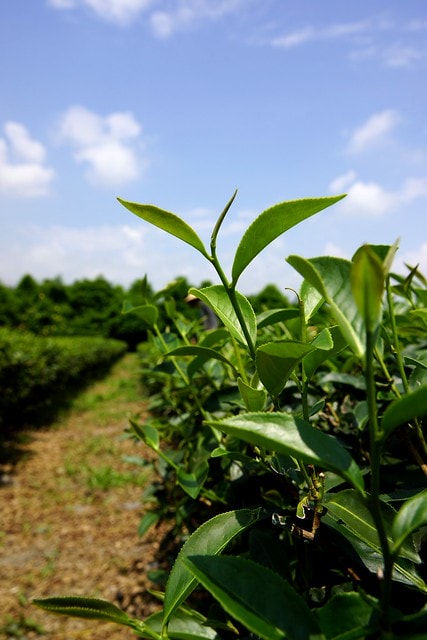 【台灣,宜蘭】宜蘭有機樂活1日遊(一) 三泰有機農場有機綠茶DIY,健康看得見 - 第12張圖
