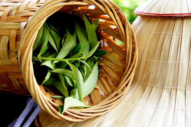 【台灣,宜蘭】宜蘭有機樂活1日遊(一) 三泰有機農場有機綠茶DIY,健康看得見 - 第27張圖