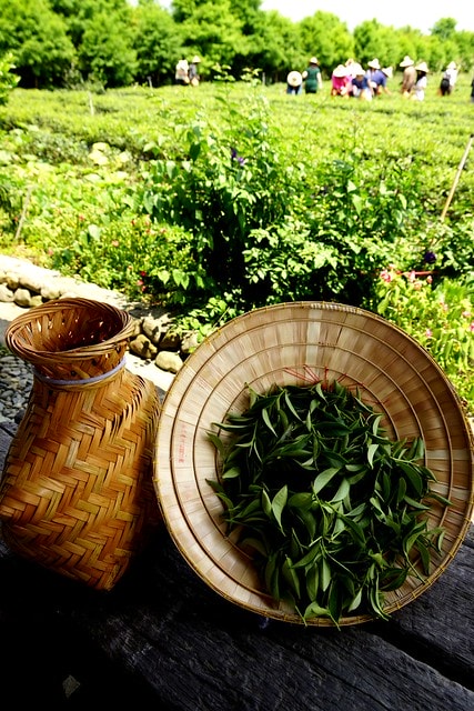 【台灣,宜蘭】宜蘭有機樂活1日遊(一) 三泰有機農場有機綠茶DIY,健康看得見 - 第14張圖